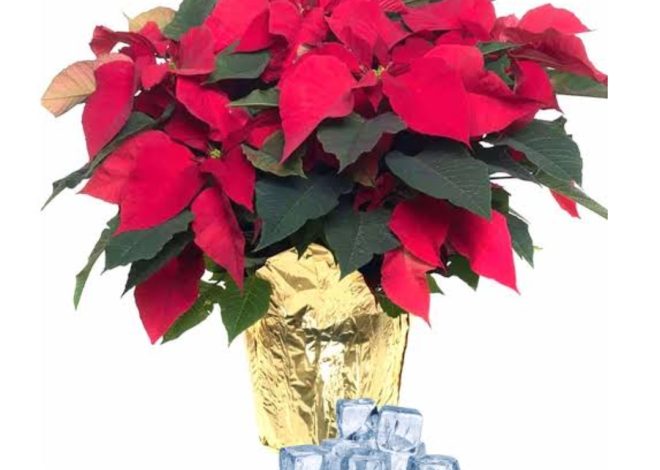 How to Water Poinsettias Indoors with Ice Cubes
