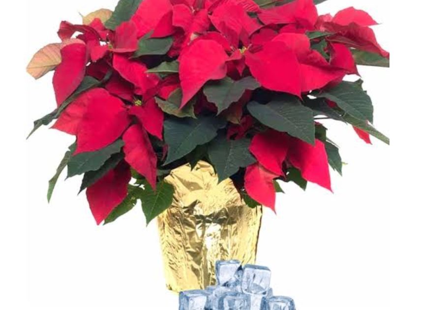 How to Water Poinsettias Indoors with Ice Cubes
